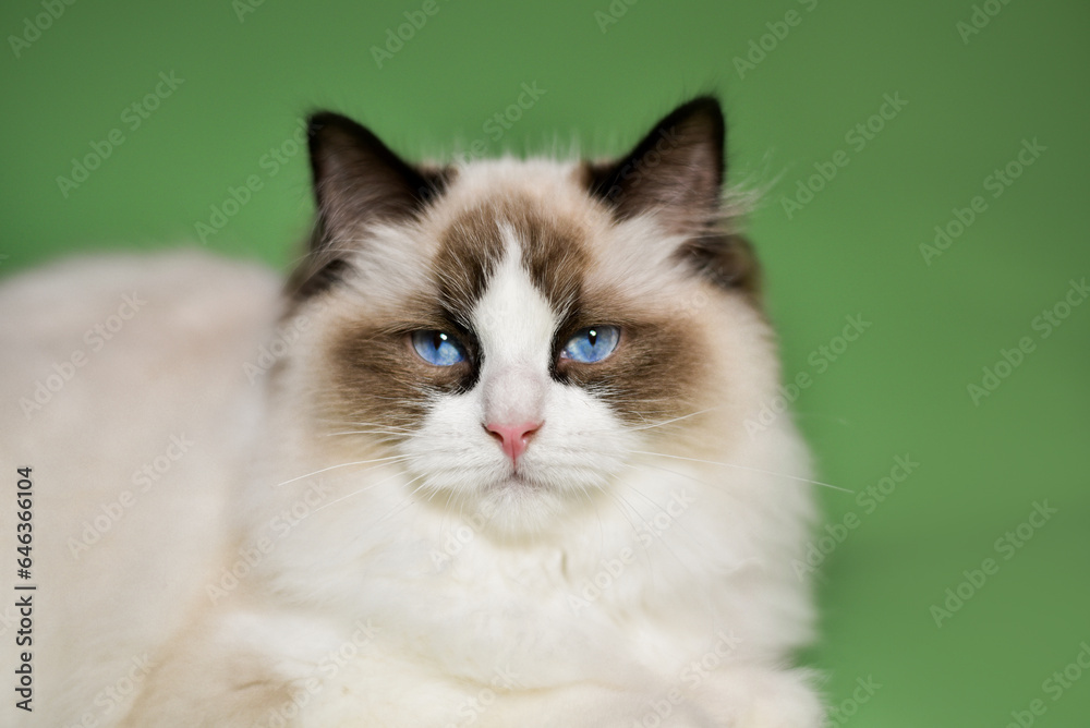 luxurious ragdoll cat on a green background
luxurious ragdoll cat on a green background