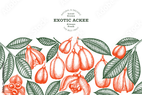 Hand drawn sketch style ackee banner. Organic fresh food vector illustration. Retro exotic fruit design template. Engraved style botanical background.