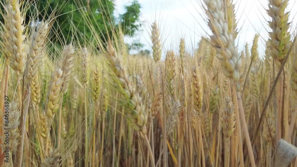 Wheat field golden ears are slowly swaying in the wind breeze Wheat field golden ears are slowly swaying in the wind breeze