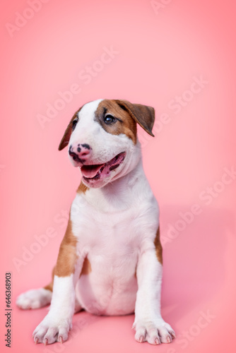  small bull terrier puppy on a pink background © Александрина Демидко