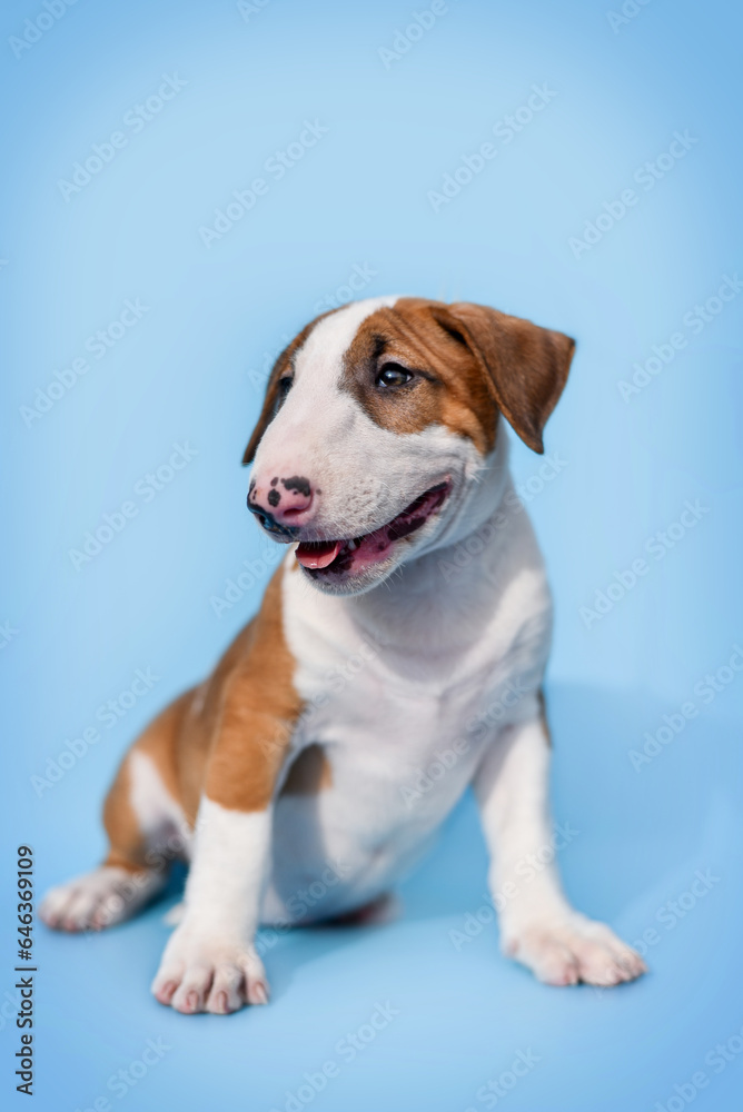 small bull terrier puppy on a blue background