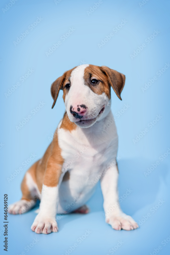 small bull terrier puppy on a blue background