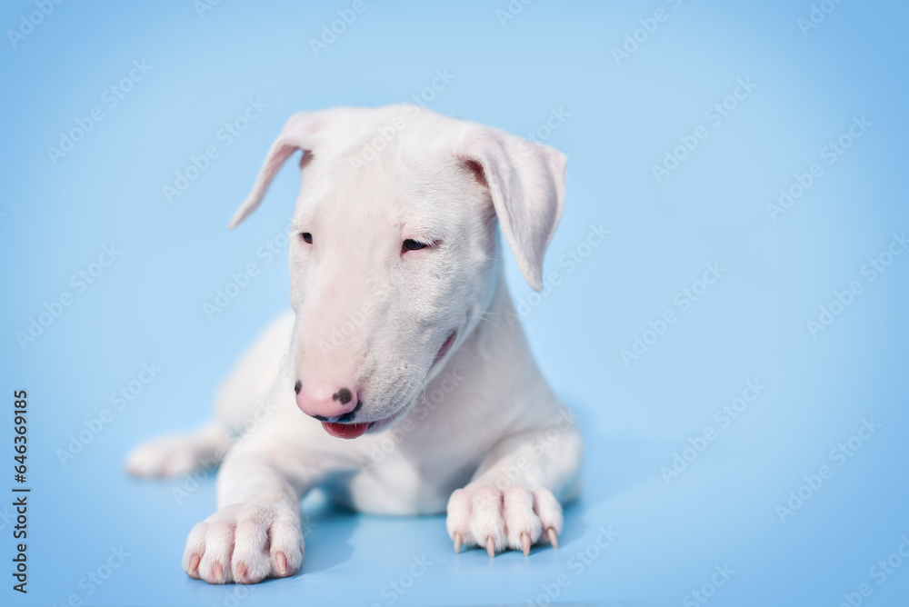 small bull terrier puppy on a blue background small bull terrier puppy on a blue background