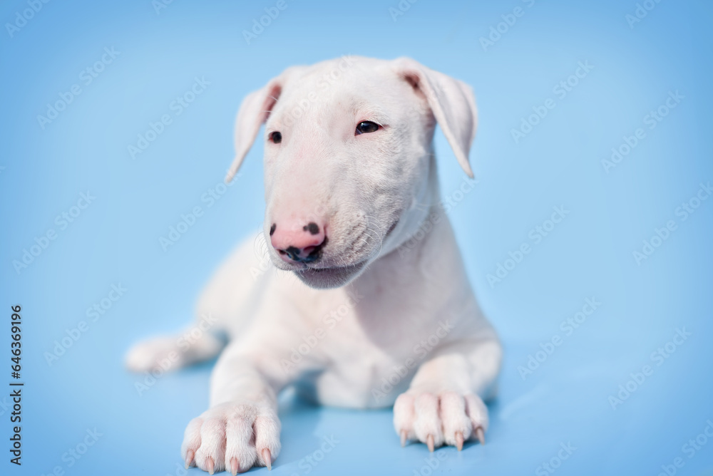 small bull terrier puppy on a blue background