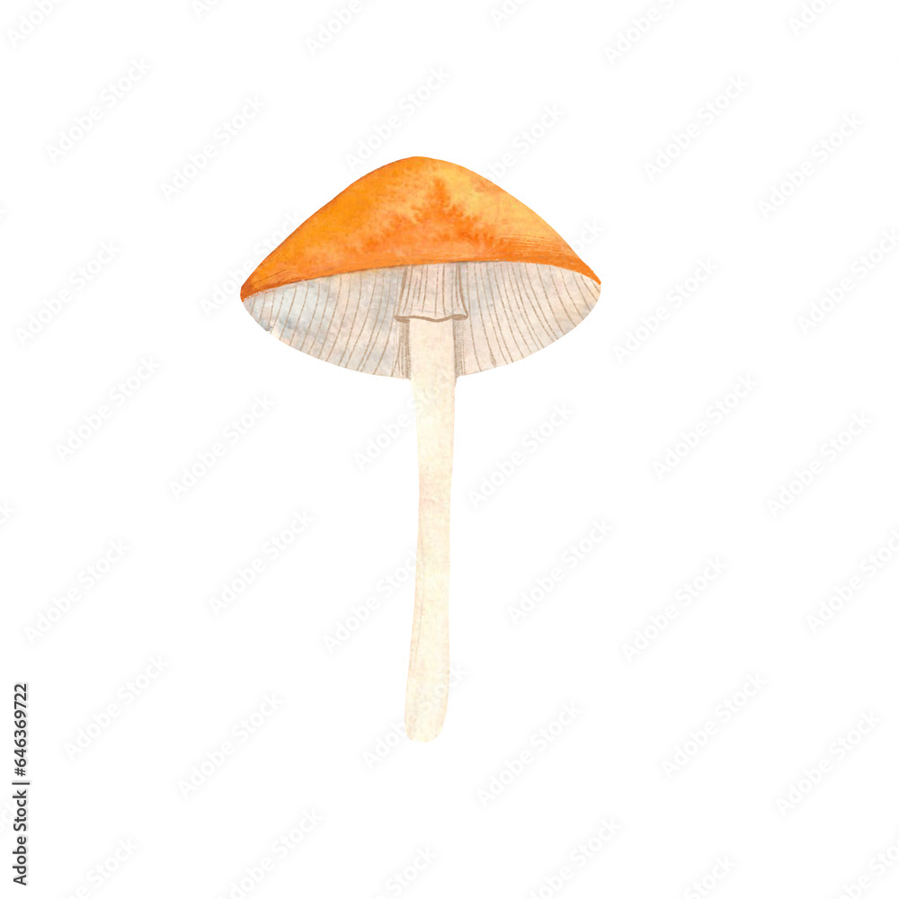 mushrooms painted by watercolor, isolated illustration of mushrooms mushrooms painted by watercolor, isolated illustration of mushrooms