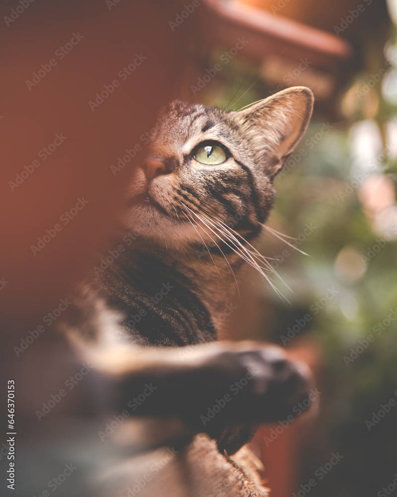 Hidden tabby cat looks up with vintage look