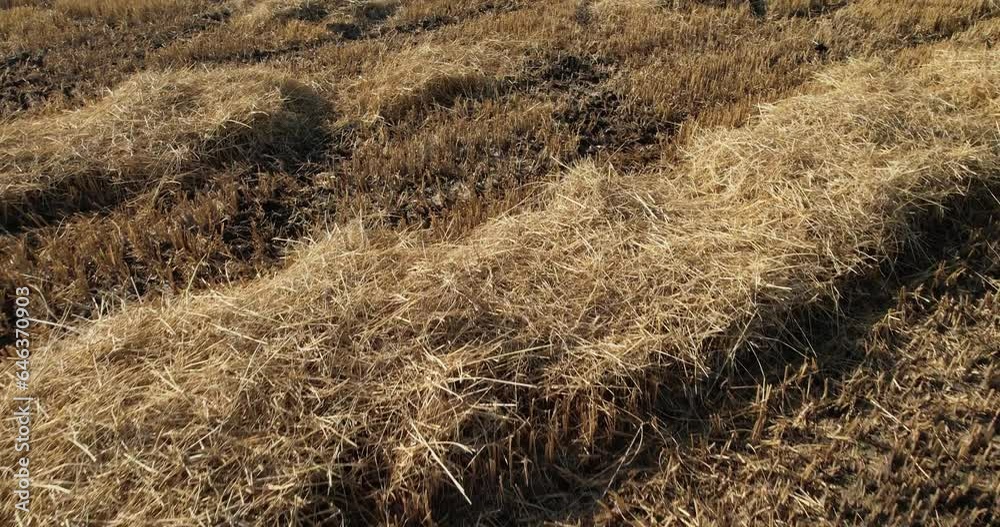 Drone flies over yellow straw on agriculture rice, wheat field after harvest