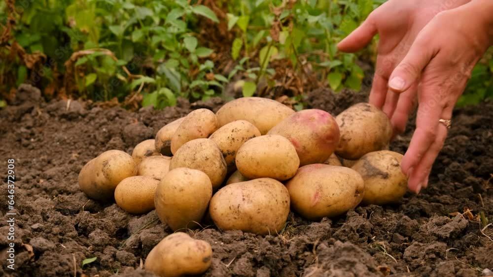 Harvesting potatoes in the garden. Selective focus. Harvesting potatoes in the garden. Selective focus.