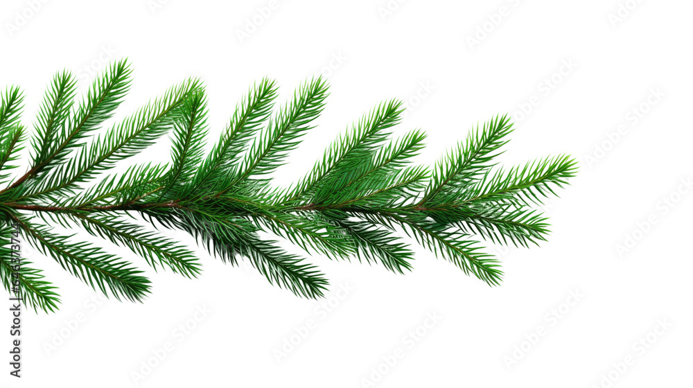 Pine tree branch Pine tree branch