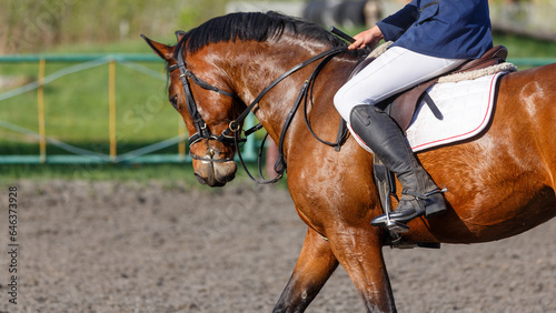 Close up image of bay horse with rider on its back in showjumping event