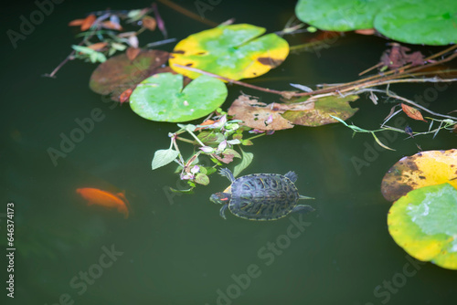 Turtle swims in an artificial pond, top view.