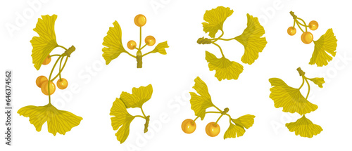 Set of autumn ginkgo leaves. Vector graphics.