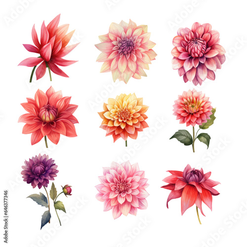 Collection of Dahlia Flower Watercolor