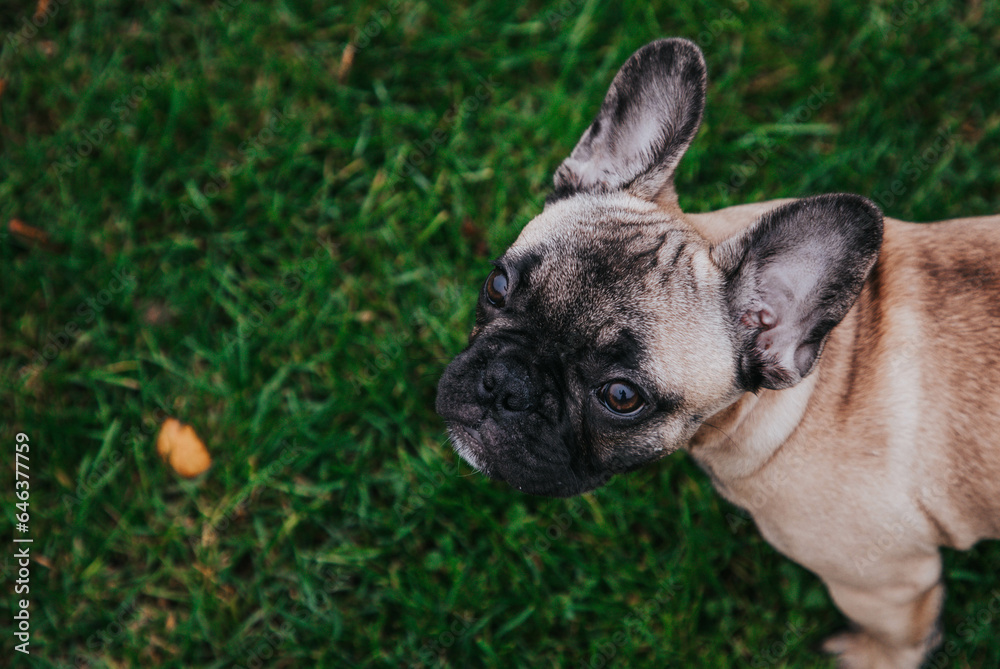 French bulldog puppy portrait on the grass palyground.
