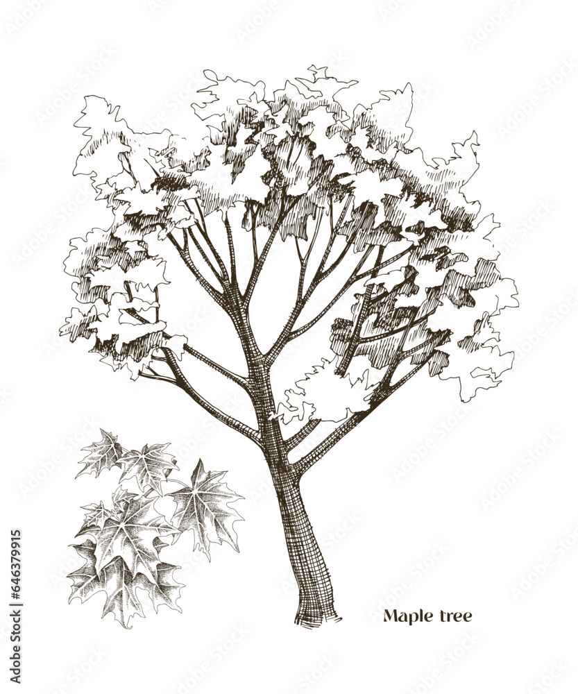 Fototapeta premium Hand drawn maple tree vector
