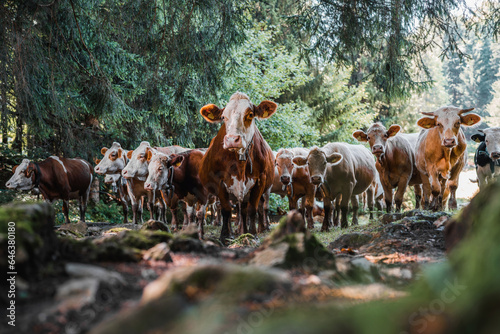 Group of cows, one cow in front row, a brown, black and white mixed herd, group together in a field, happy and joyful and under trees in forest. Selective focus. Milk and meat cows looking to camera.
