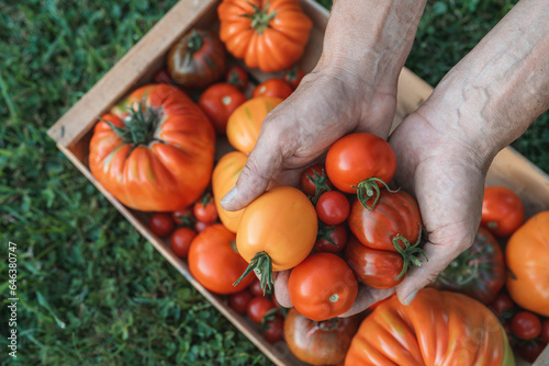 Male Farmer holding fresh tomato harvest in hands at sunset light. Selective focus on tomatoes. Gathered tomatoes. Wooden box blurry in the background. Variety of different tomatoes.