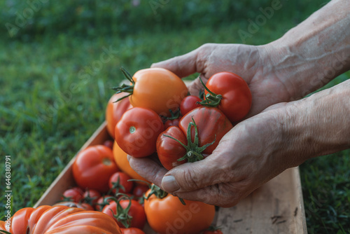 Male Farmer holding fresh tomato harvest in hands at sunset light. Selective focus on tomatoes. Gathered tomatoes. Wooden box blurry in the background. Variety of different tomatoes.
