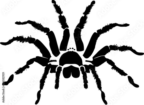 Curly Hair Tarantula icon 2