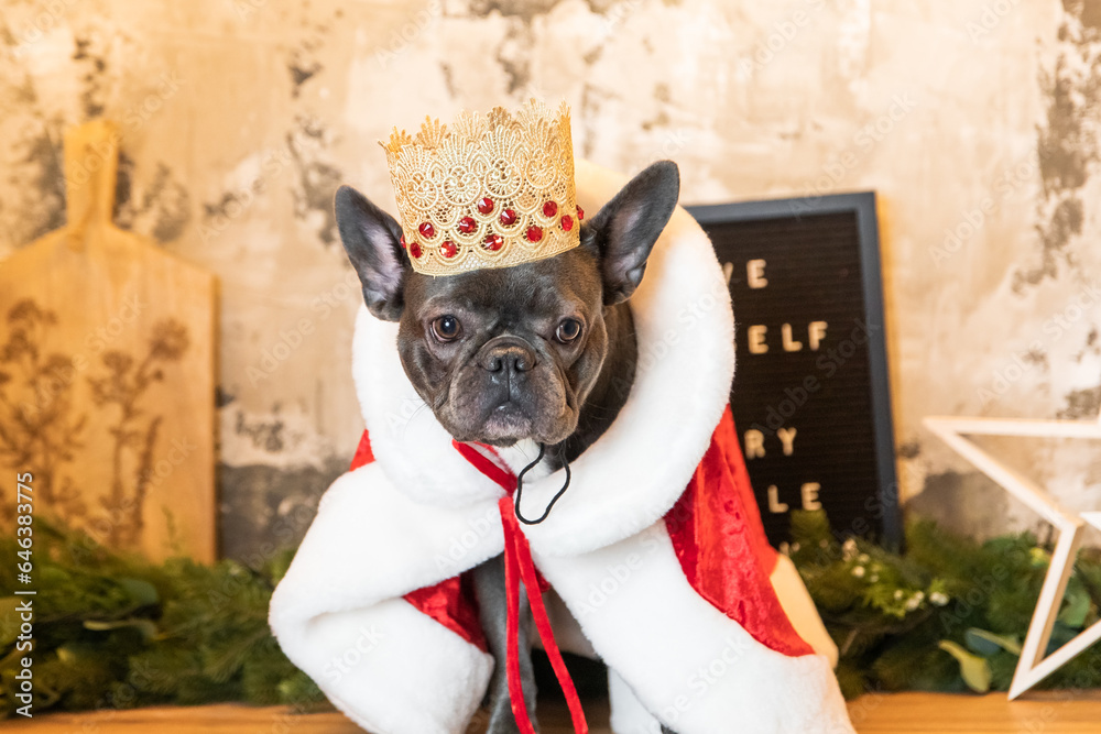 French bulldog dog dressed in a red mantle and crown. Thematic costume for a dog for a holiday. Royal Dog French bulldog dog dressed in a red mantle and crown. Thematic costume for a dog for a holiday. Royal Dog