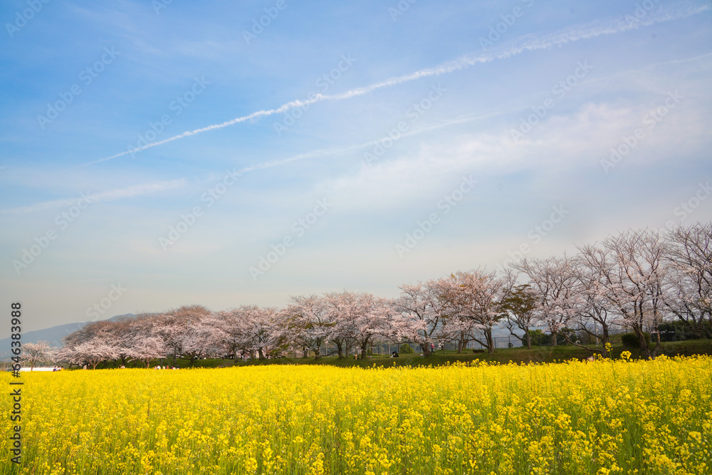 桜と菜の花の絶景