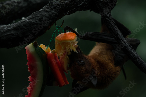 Fruit bat Megachiroptera eating an orange hanging upside down on a tree