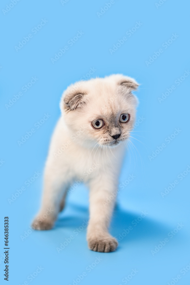small Scottish Fold kitten on a blue background small Scottish Fold kitten on a blue background