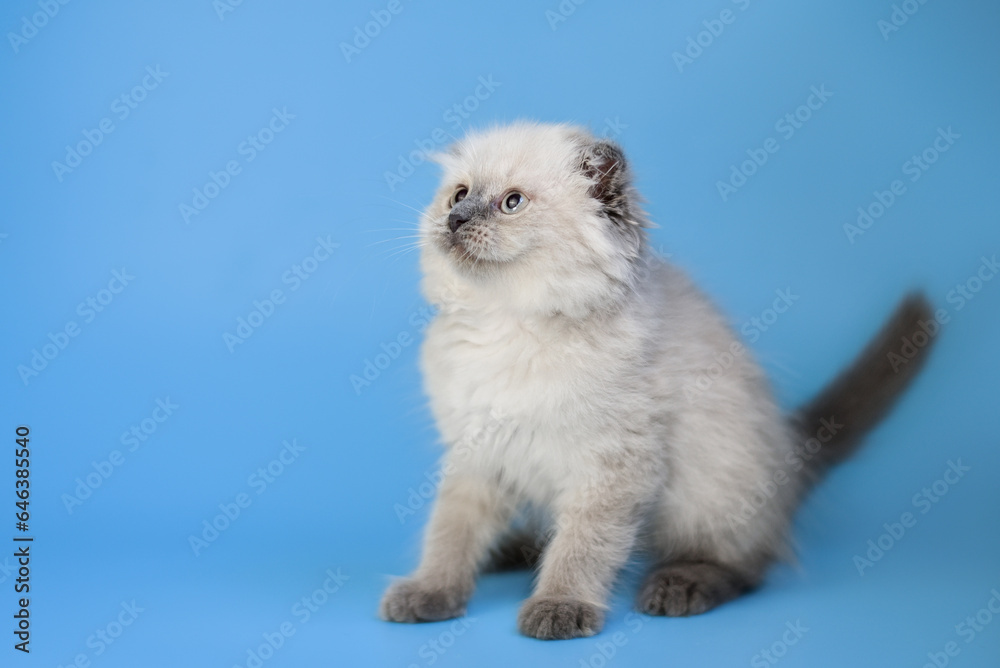 small Scottish Fold kitten on a blue background small Scottish Fold kitten on a blue background