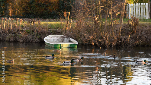 ducks in the lake