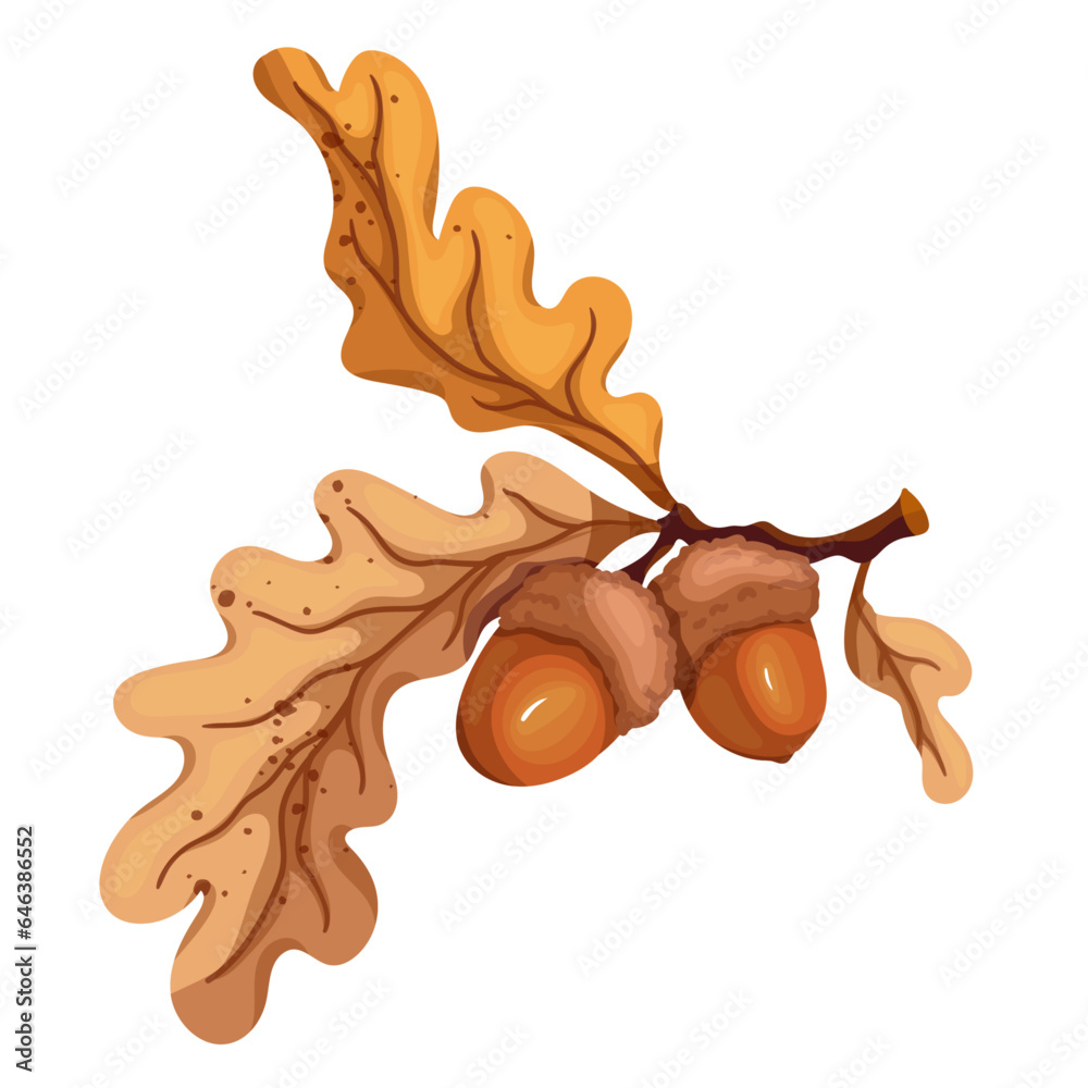 Fototapeta premium Autumn oak tree branch with acorns.Vector graphics.