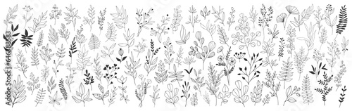 Hand drawn flowers  floral plants. Ornament leaves and branch elegant outline doodles. Vector set