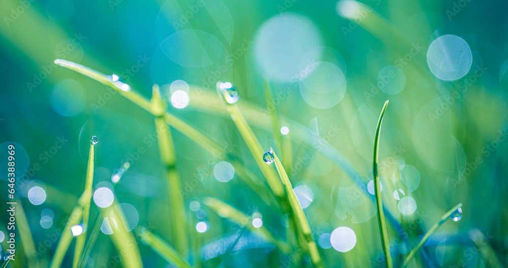 Obraz premium Abstract lush green grass on meadow with drops of water dew in morning light in spring summer outdoors closeup panoramic macro. Beautiful artistic photo purity freshness of majestic nature, copy space