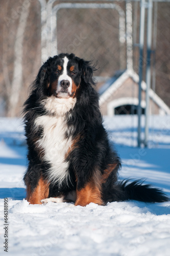 Large male Bernese Mountain Dog sitting in the yard in front of a fence and a dog house