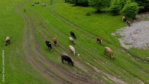 cows on the green field in mountains, top view from drone