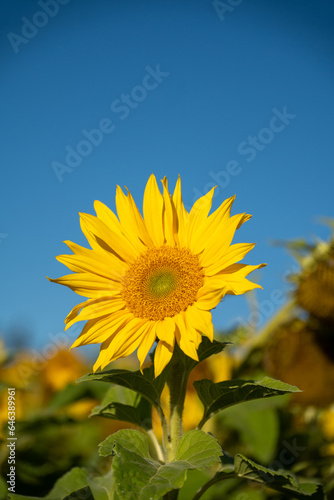 a sunflower field. focus on one flower.