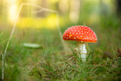 a close up of a red toadstool in forest
