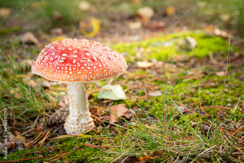 a close up of a red toadstool in forest