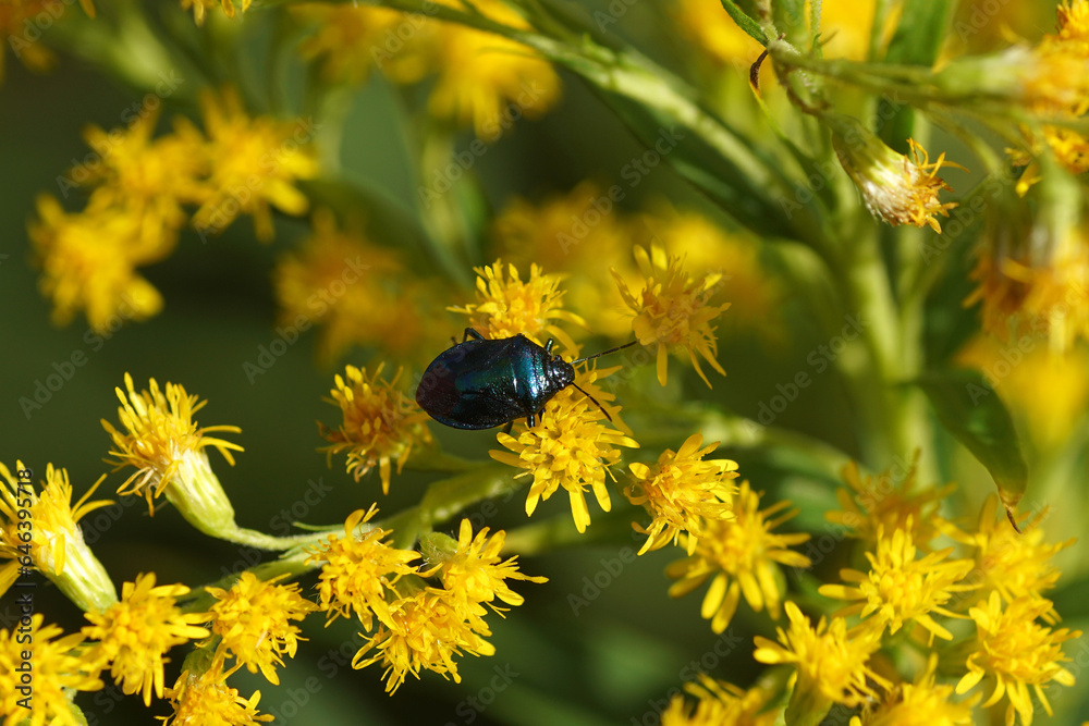 Blue Shieldbug Zicrona caerulea. Subfamily Asopinae. Family Stink bugs (Pentatomidae) on flowers of Canada goldenrod (Solidago Canadensis). Dutch garden. summer, September Blue Shieldbug Zicrona caerulea. Subfamily Asopinae. Family Stink bugs (Pentatomidae) on flowers of Canada goldenrod (Solidago Canadensis). Dutch garden. summer, September