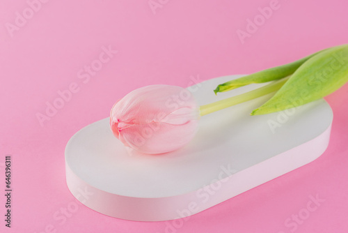 Fresh tulip flower on a pink background, barbie pink, barbie core.