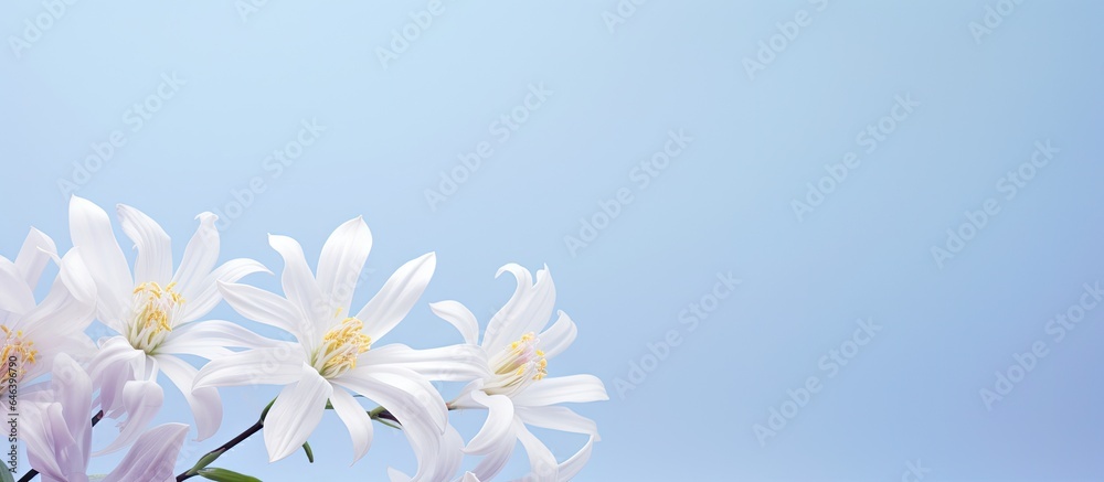 Caucasian woman isolated pastel background Copy space Caucasian woman isolated pastel background Copy space