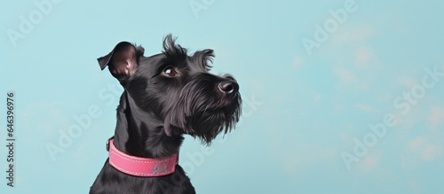 Black dog sitting with collar isolated pastel background Copy space