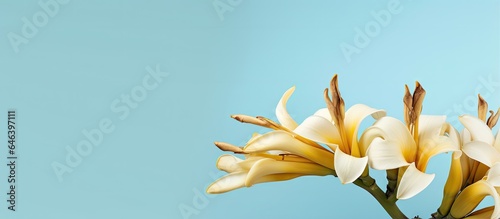 Banana flower on a isolated pastel background Copy space