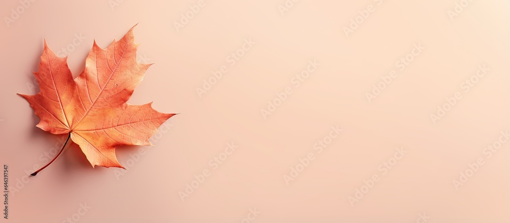 Fototapeta premium Autumn leaf alone on a isolated pastel background Copy space