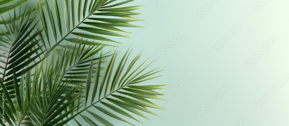 Capture the image of the palm leaf Sumawong fan palm isolated pastel background Copy space
