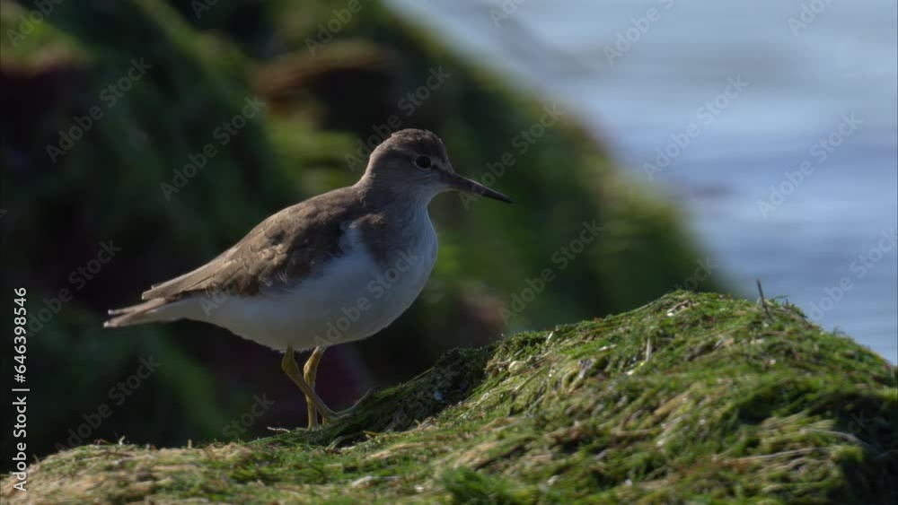 A Common Sandpiper walking near water looking for food A Common Sandpiper walking near water looking for food