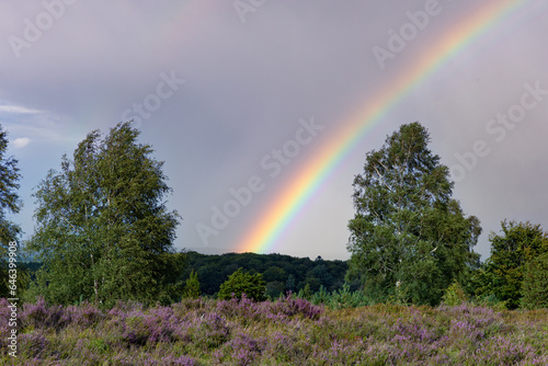 Wunderschöner Regenbogen am Wilseder Berg in der blühenden Heidelandschaft