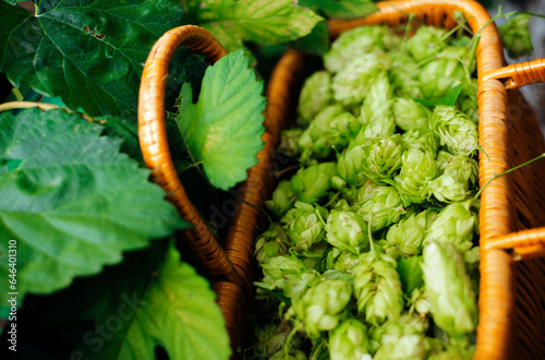 Hop cones in a wicker basket on a green background.