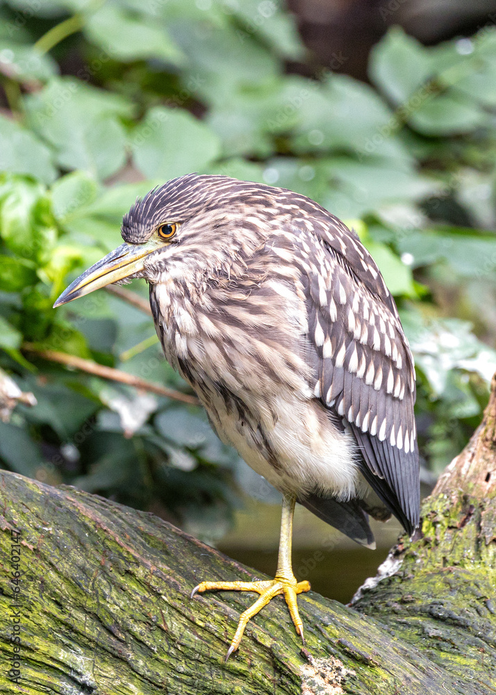 Fototapeta premium Black-Crowned Night Heron (Nycticorax nycticorax) Juvenile in California
