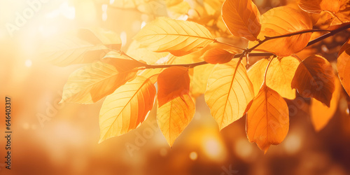 autumn leaves background