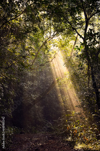 morning in the forest